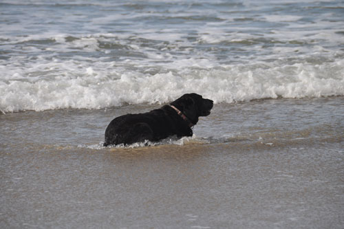 Rosie lounging in the surf